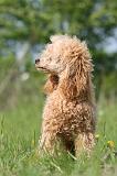 CANICHE NAIN 161